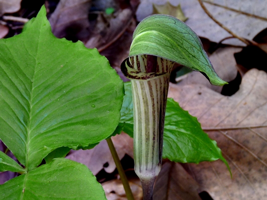 {Arisaema triphyllum}